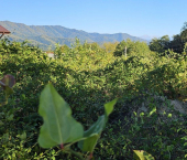 земля 5.8 сот городской округ Сочи