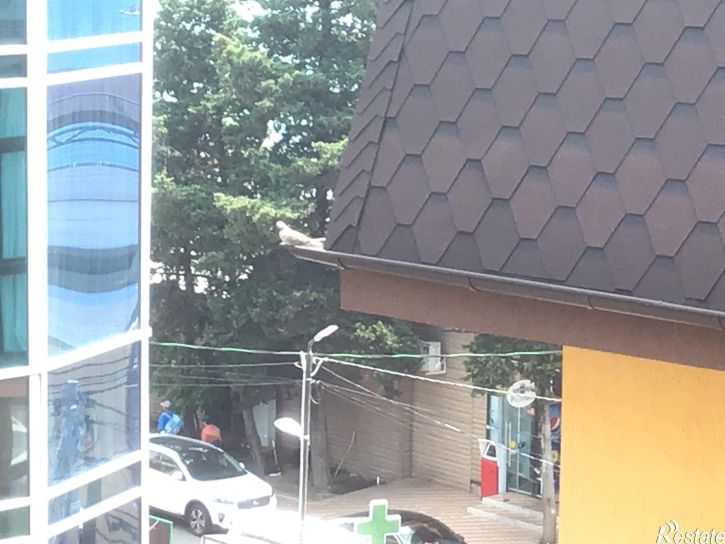 2-комн квартира Нижнеимеретинская , 137А