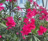 2-комн, 38кв м, этаж 3/4 ул Армавирская, 154/2