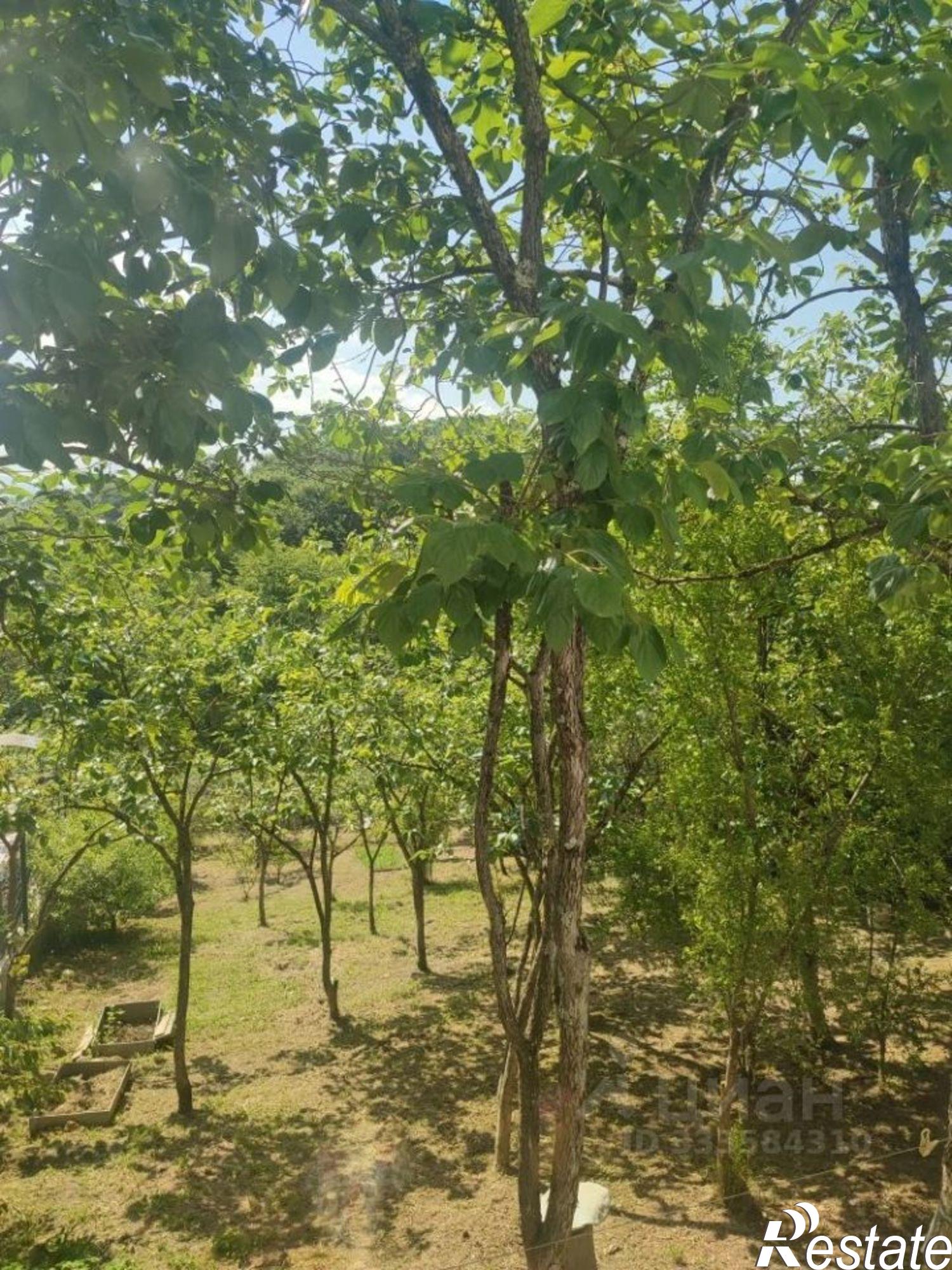 Купить дачу, дом, коттедж за 28 800 000 рублей на городской округ Сочи